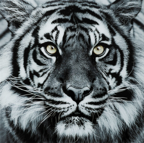 8 1353 154 4 Picture Glass Face Tiger